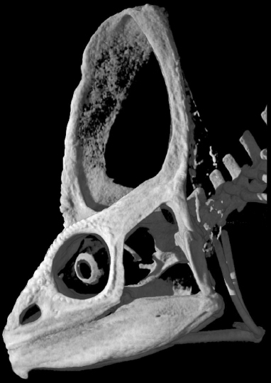 Photo of CT scan of chameleon