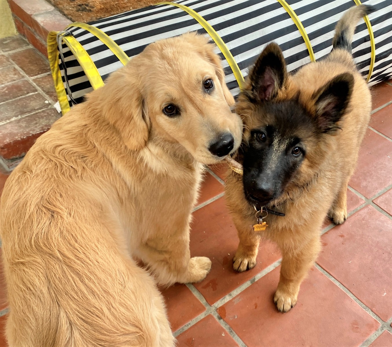 Two puppies playing together