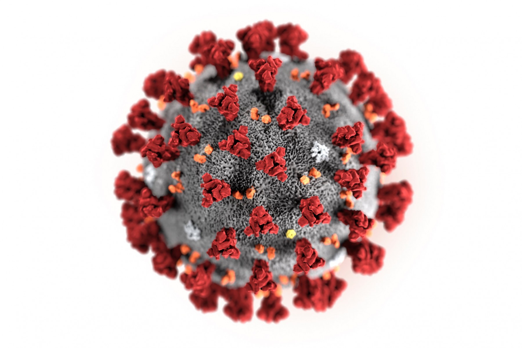 3D Graphic of the Coronavirus 