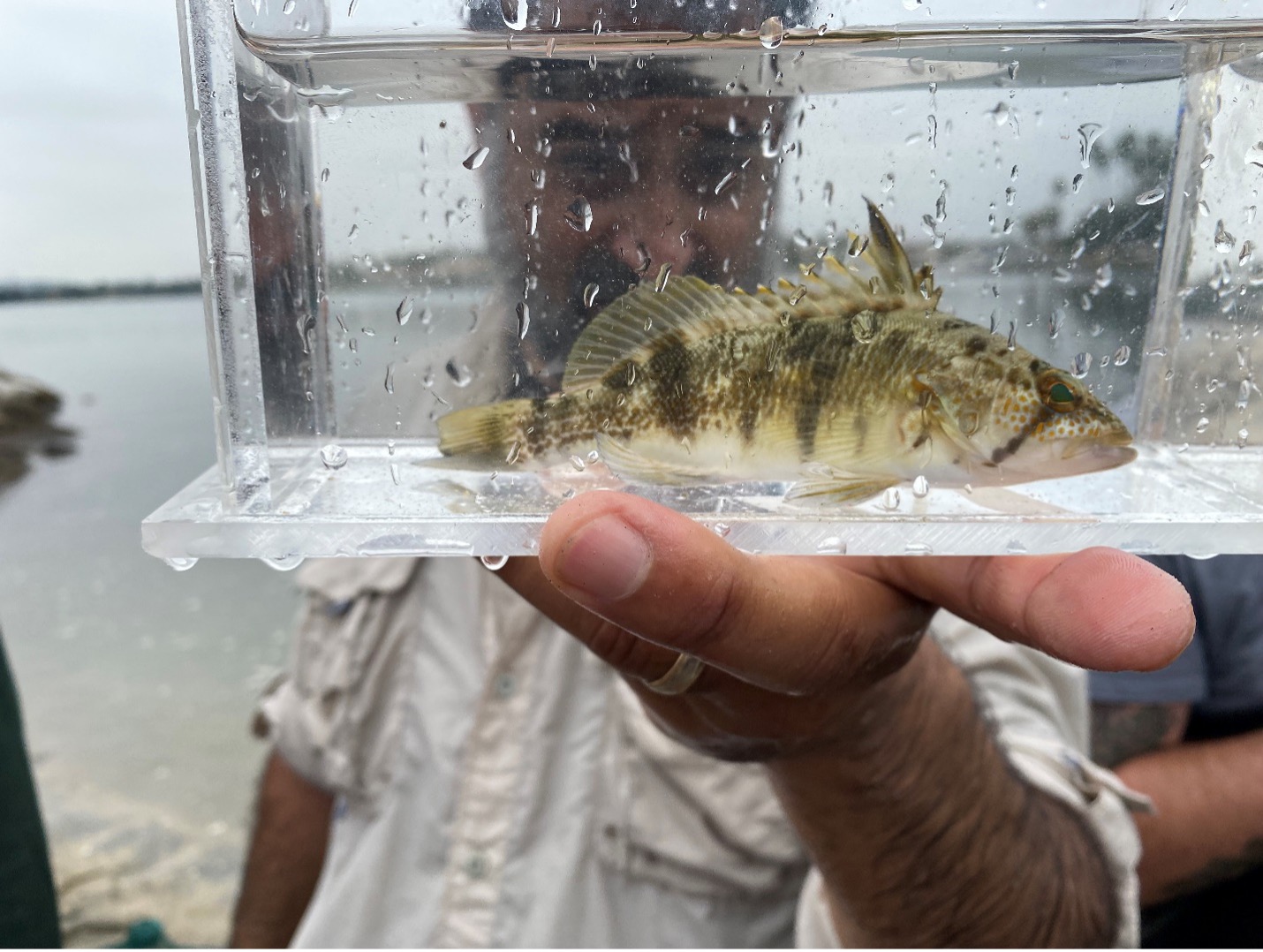 Dr. Aguilar holding a tank with a seabass.