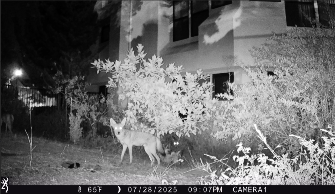 3 Coyote 