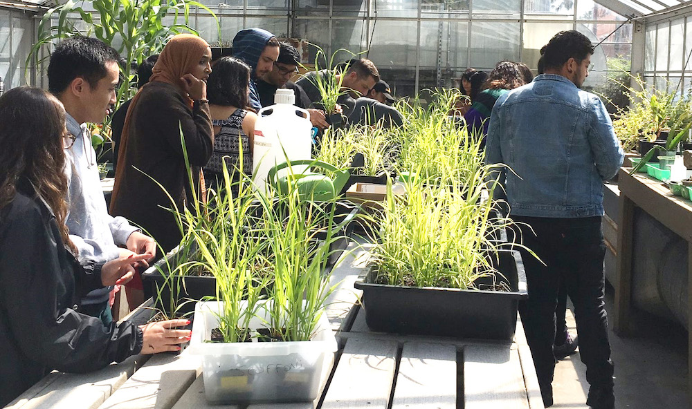 Cal State LA students observing the different plants in a greenhouse
