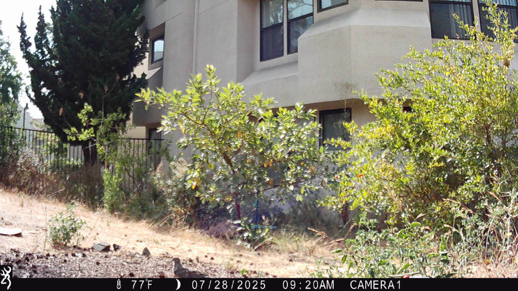 California Dove2