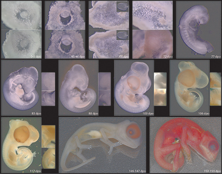 Cham embryos