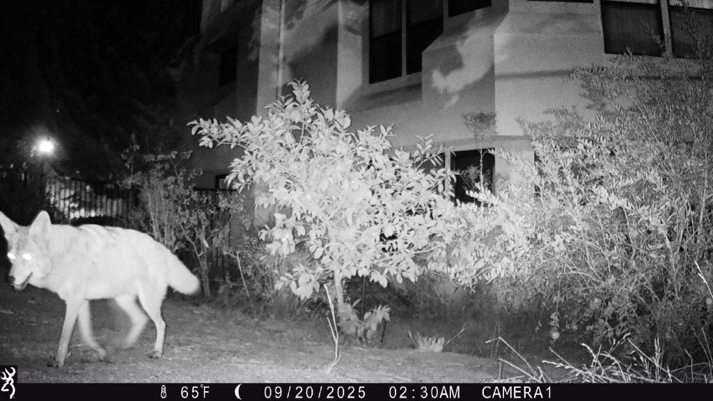 Coyote 10