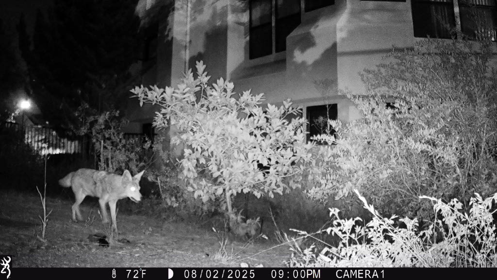Coyote5.2