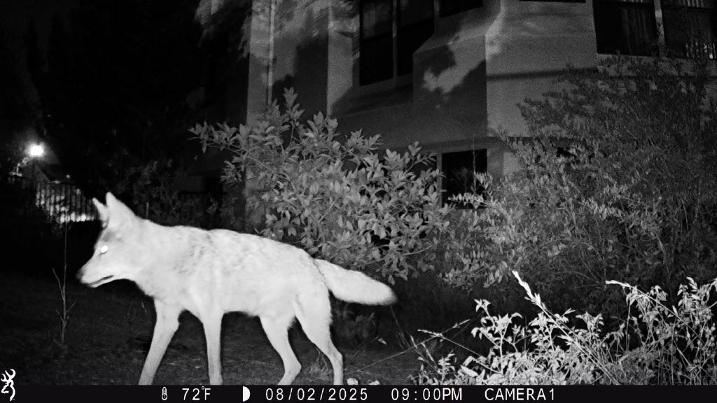 Coyote 5