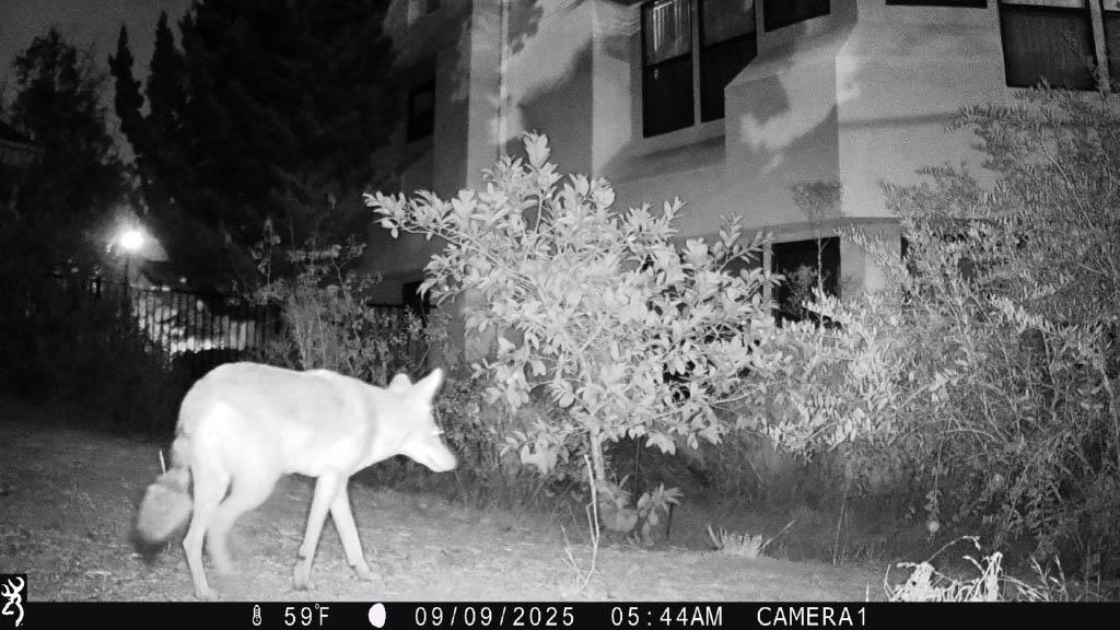 Coyote 7