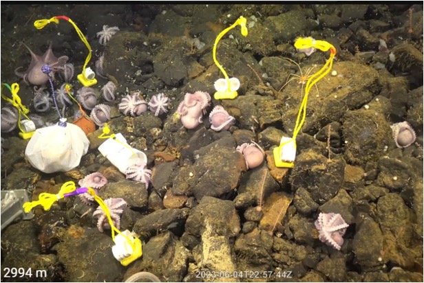 deep-sea octopus nursery
