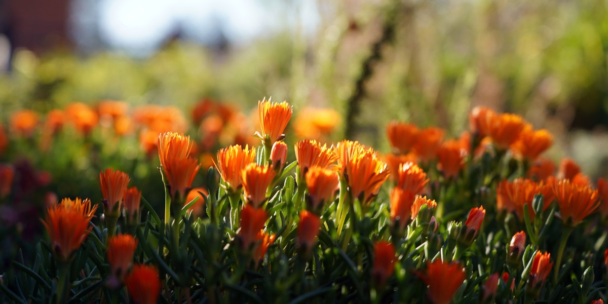 Flowers blooming in a field