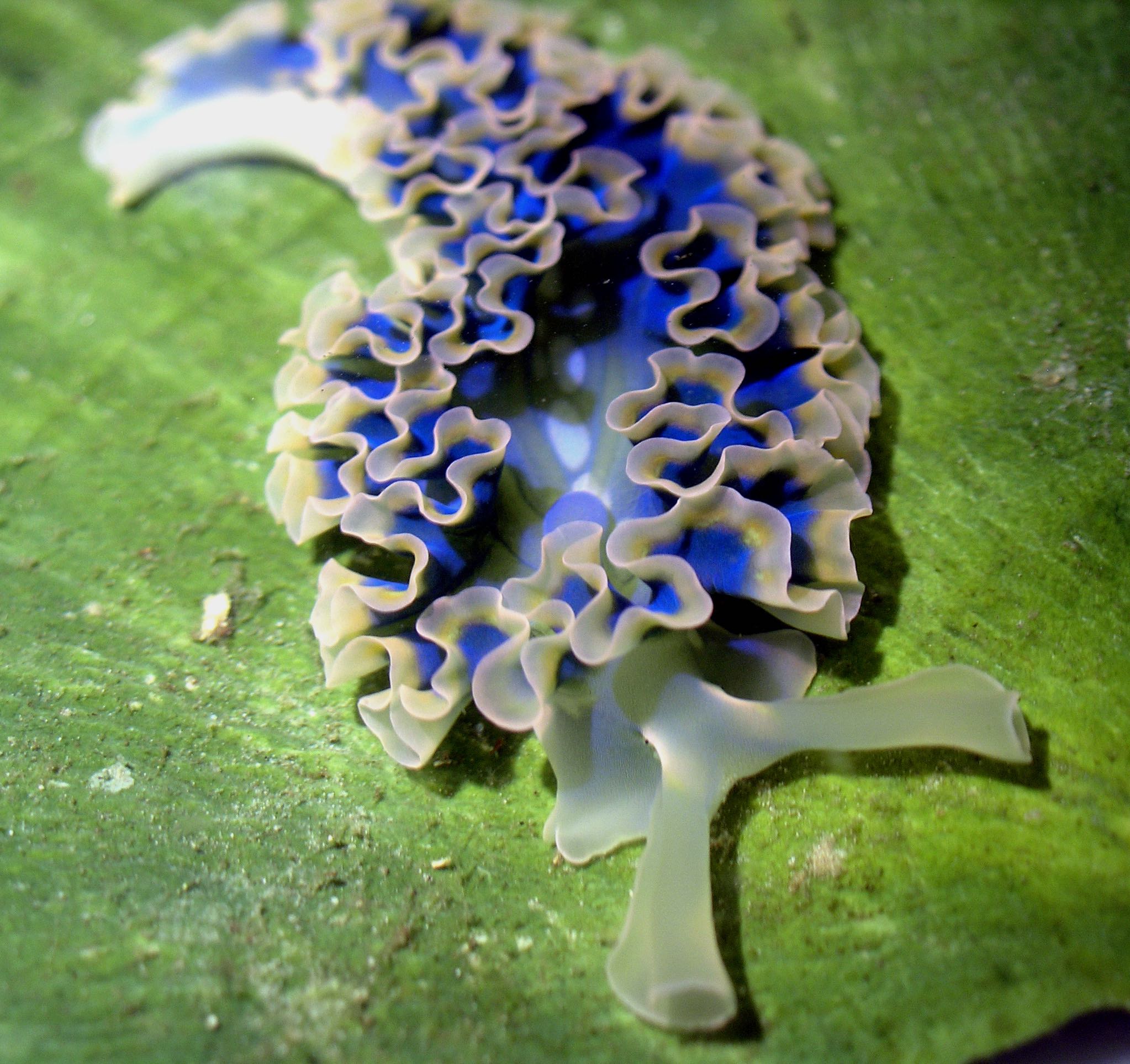 Elysia crispata slug on algae