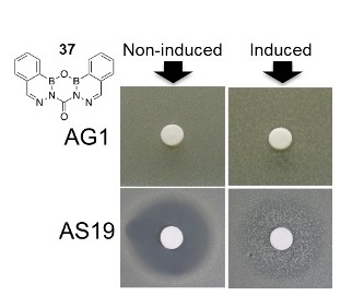 photo of assay tray with antibiotic disks