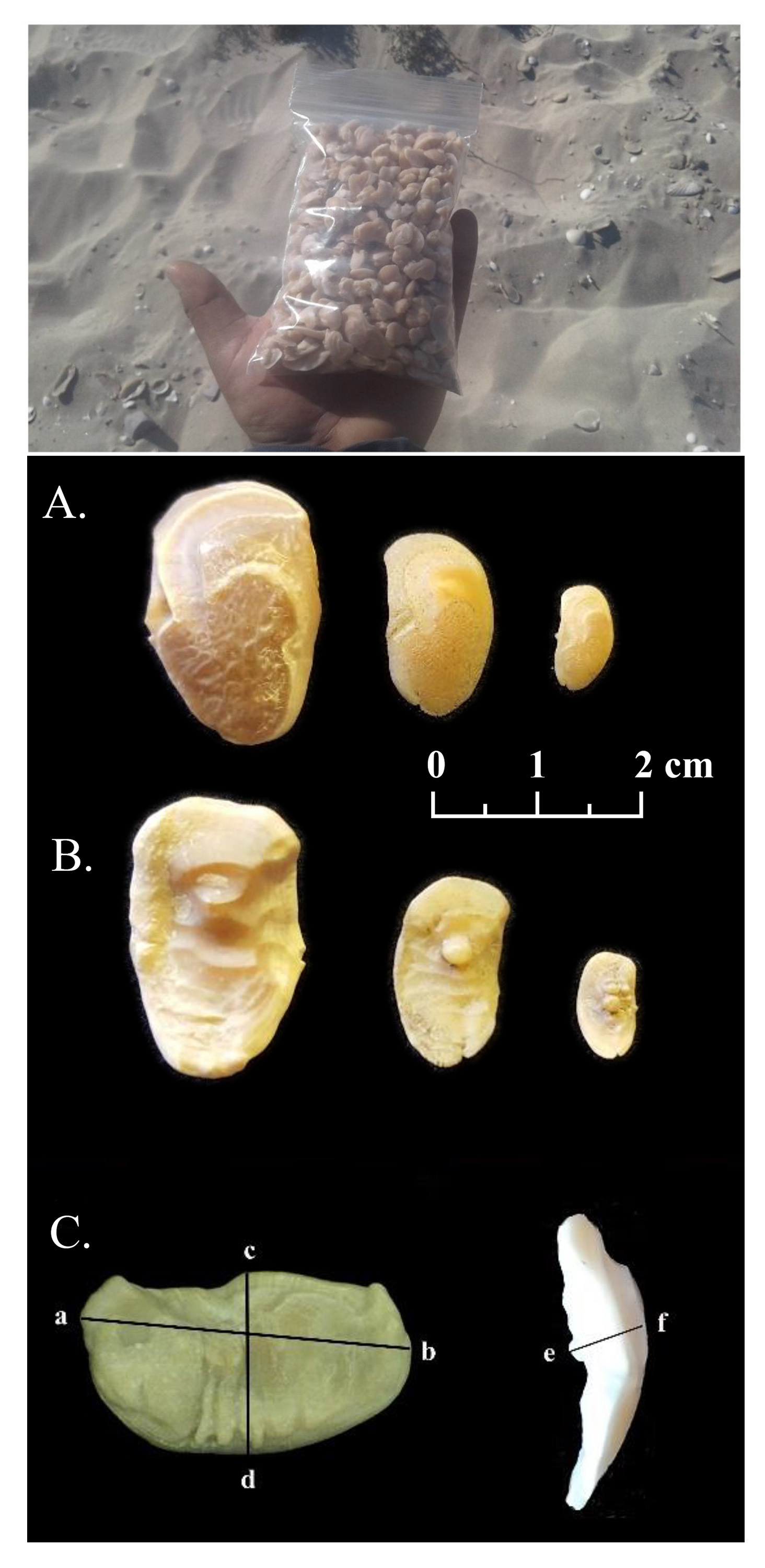 Misc. fish otoliths