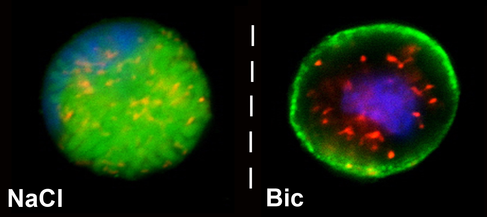 fluroscence image of isolated gill cells