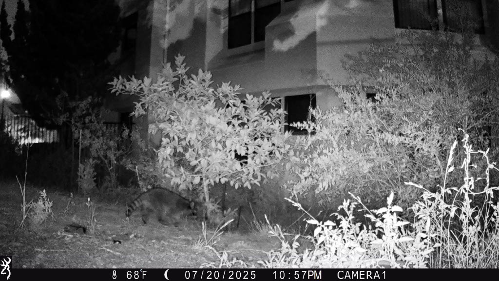 Raccoon 1