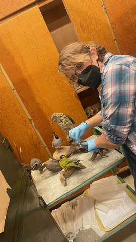 Photo of Graduate Student Ryn holding a swab with taxidermy bird mounts.