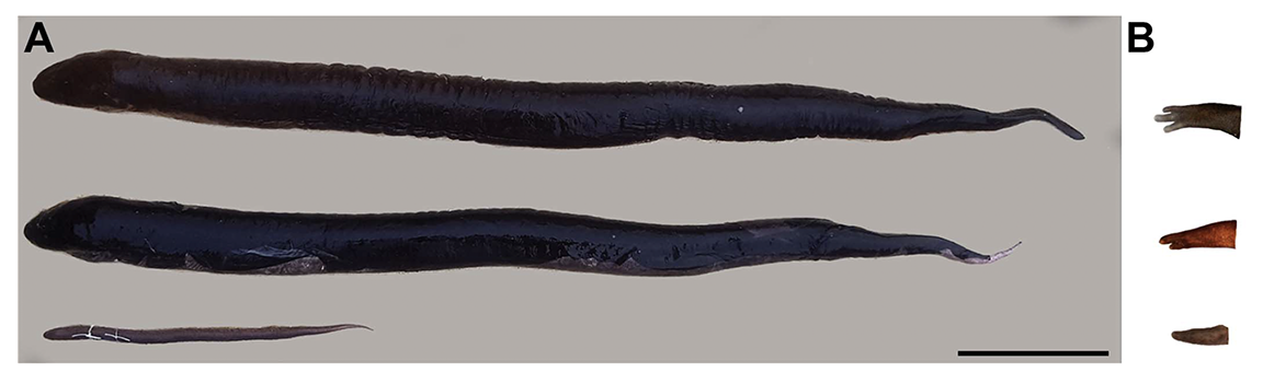 Amphiuma tridactyla, A. means, and A. pholeter