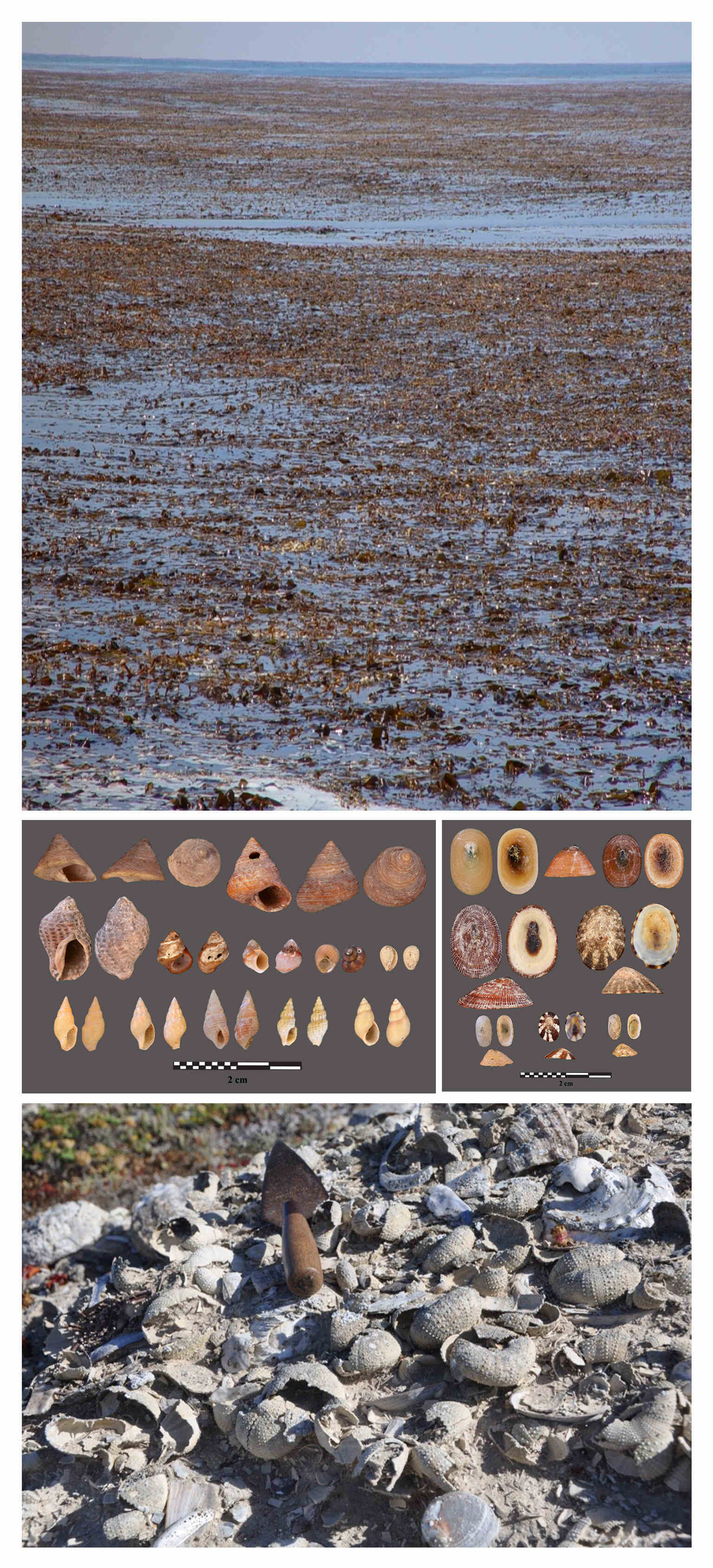 Collage of the intertidal, misc. shell artifacts, and a trowel sitting on top of a shell midden.