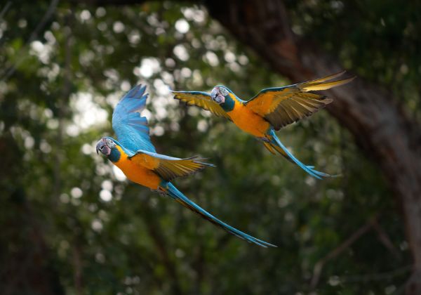 picture of Two parrots