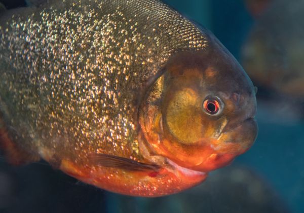 picture of fish