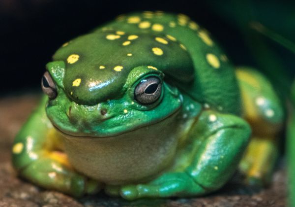 picture of green frog