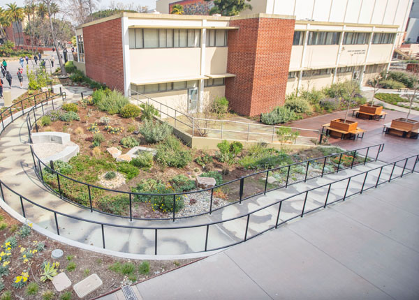 A drought-tolerant garden on a sunny day.