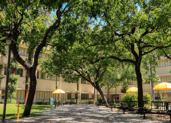 A lush courtyard on a sunny day.