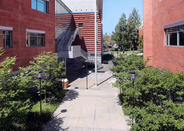 A lush courtyard on a sunny day.