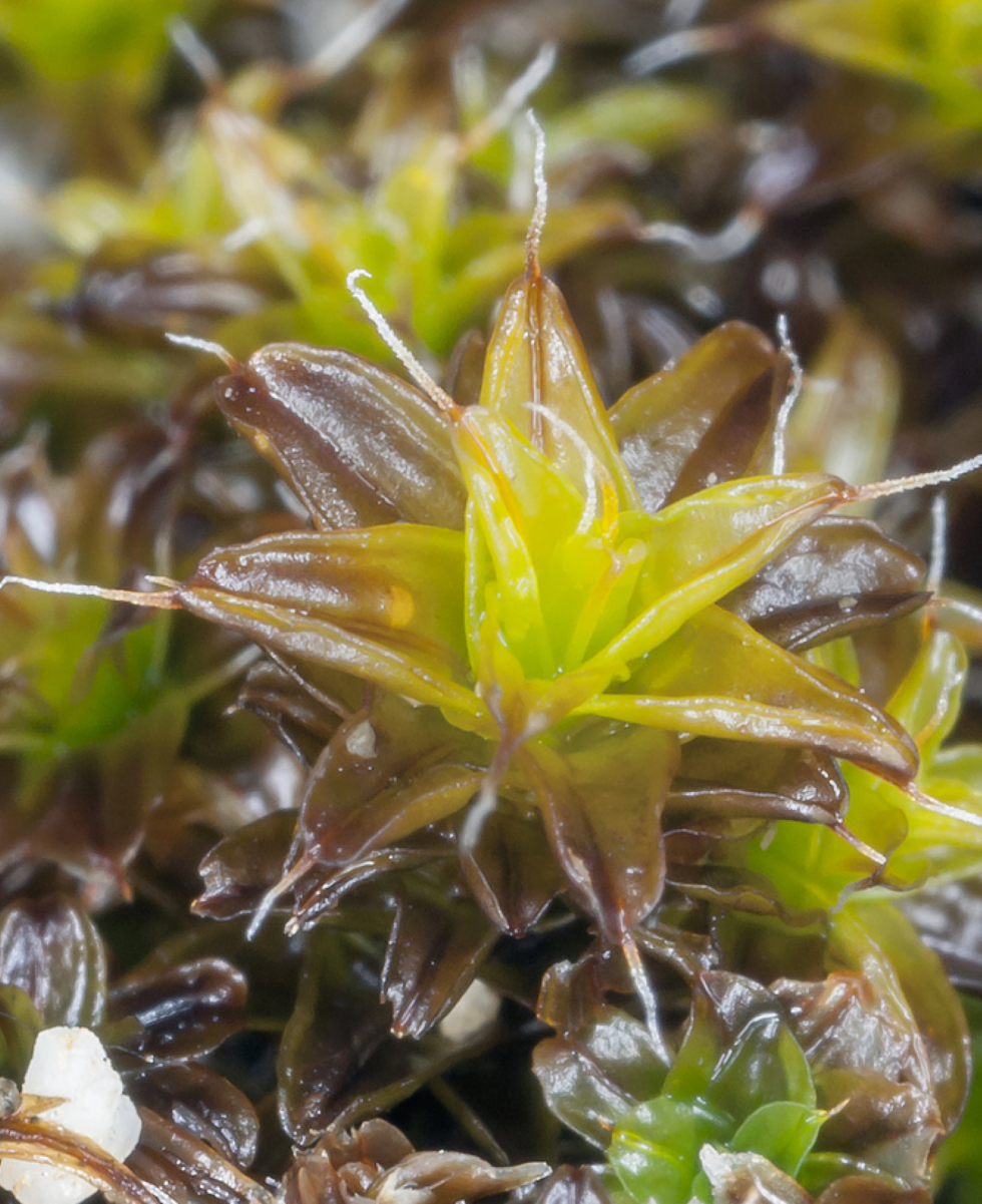 close up of a hydrated S. caninervis shoot