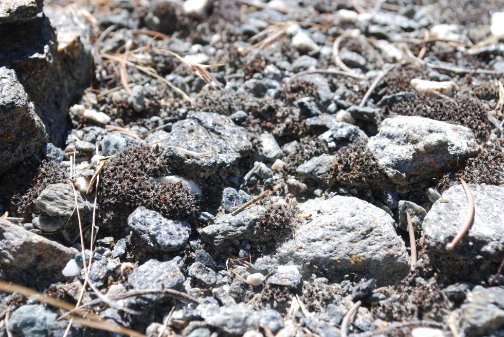 desiccated S. caninervis growing in the Mojave Desert