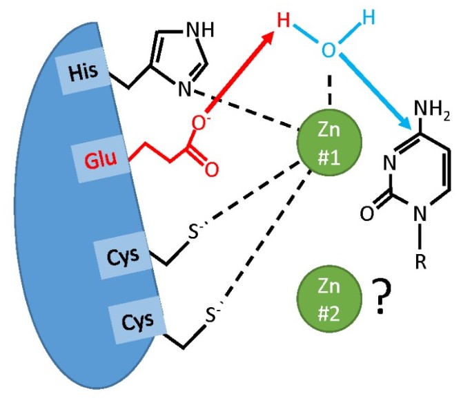 Catalytic model