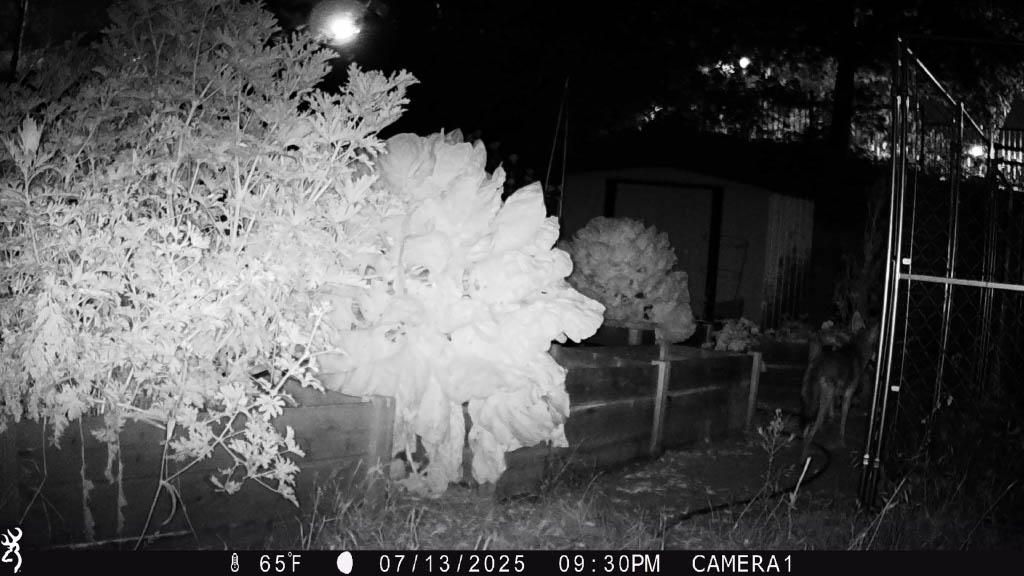 Coyote 3