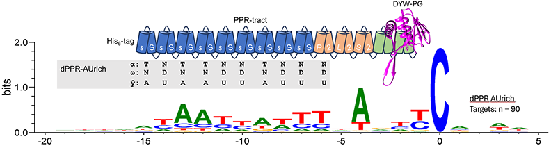 Showing how each PPR binds a nucleotide based on a combinatorial code and editing targets experimentally determined