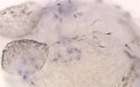 28hpf mutant zebrafish embryo