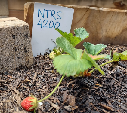 Nutritional Science garden photo 