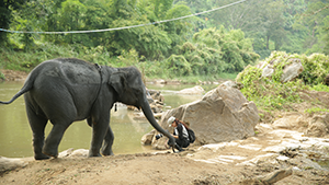 Gao with an elephant