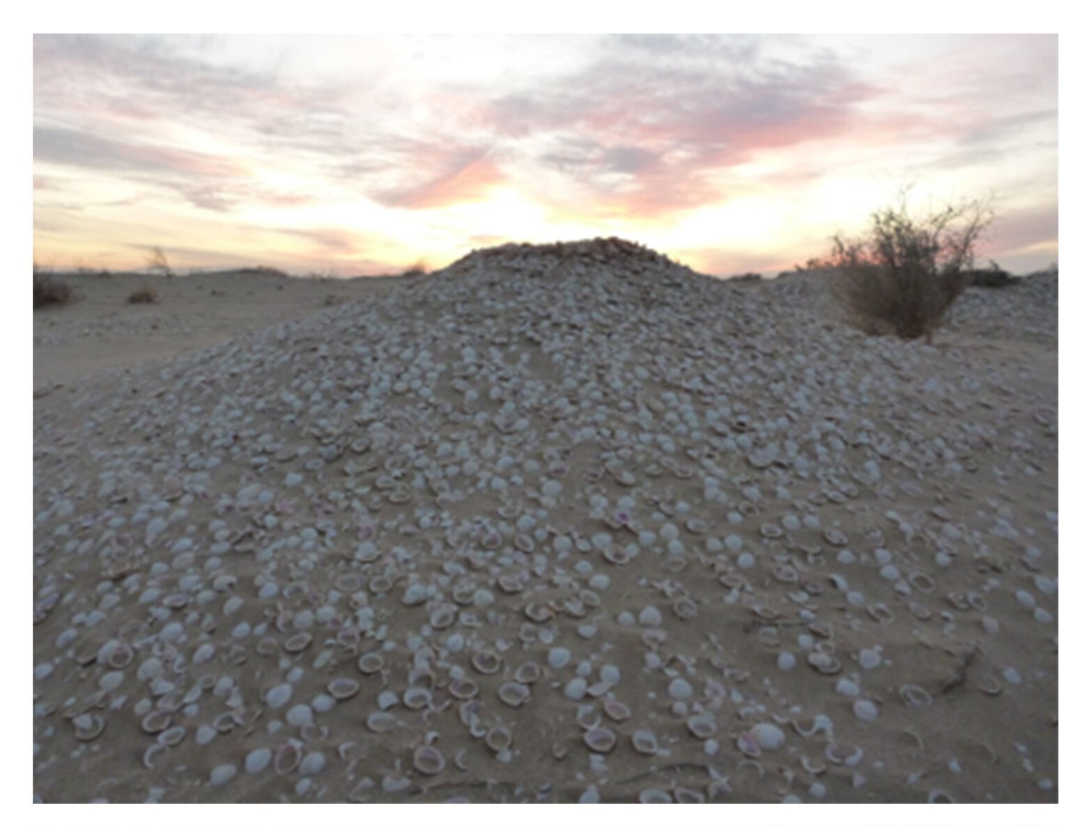 Shell Midden