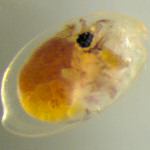 Ostracod crustacean that lives off of the Pacific Coast