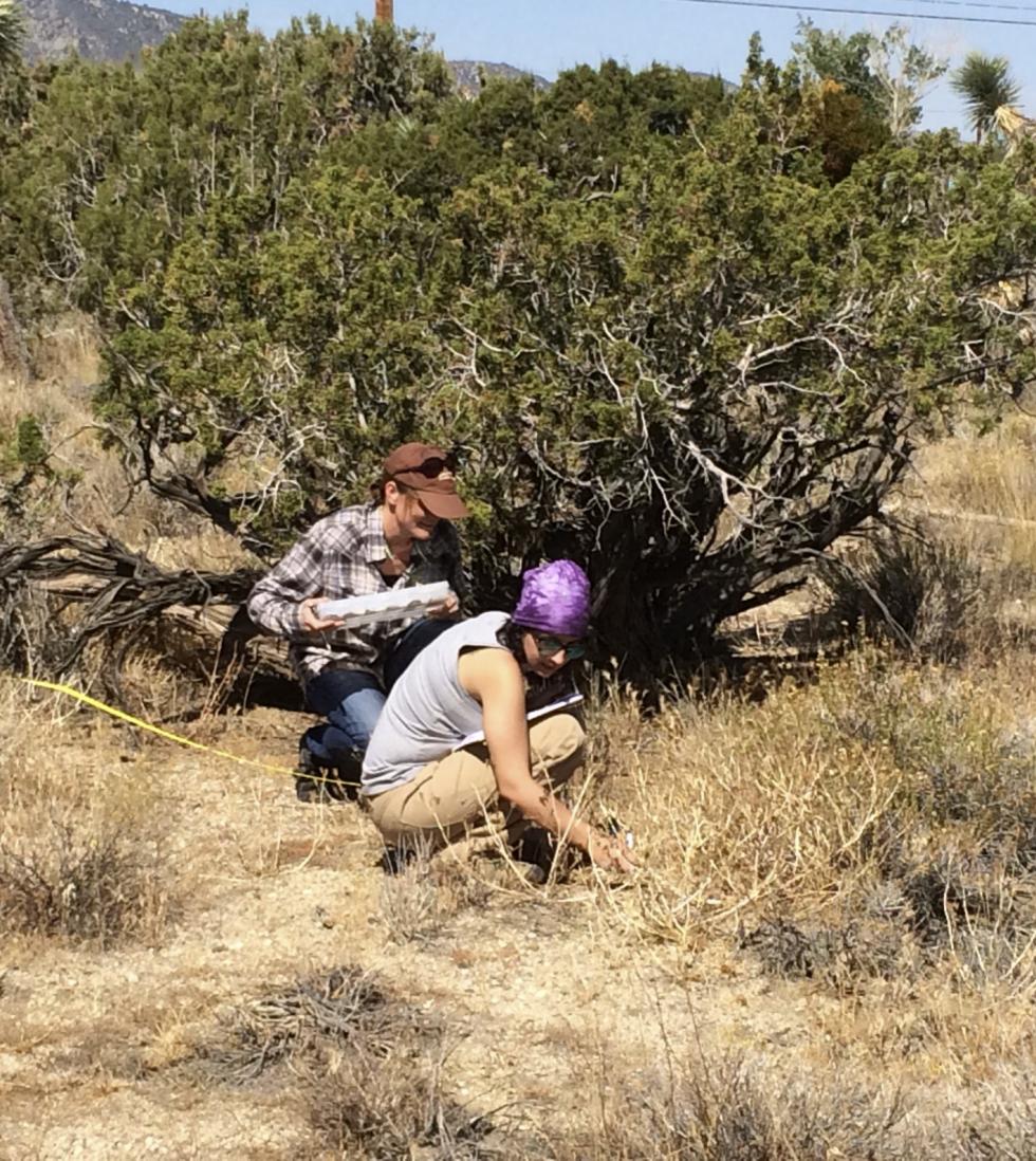 collecting near Phelan CA