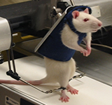 Photo of Rat Robot