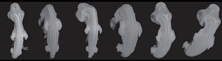 red eared slider turtle embryos
