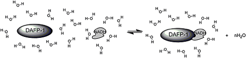 reduced-nicotinamide