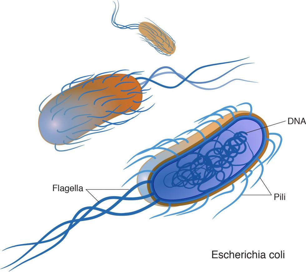 bacteria are small single celled organisms