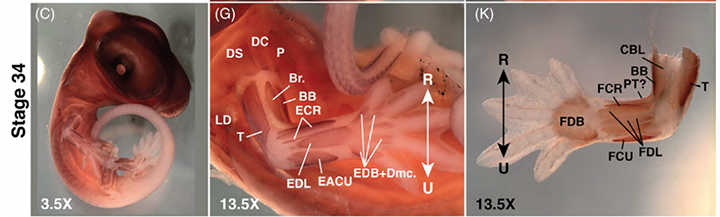 embryo limb muscle MF20
