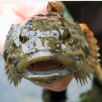 Prickly sculpin