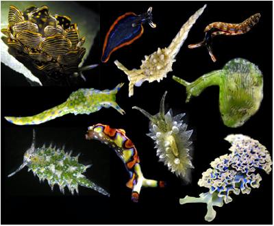 sea slugs