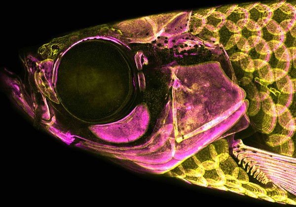 close up of fish skin