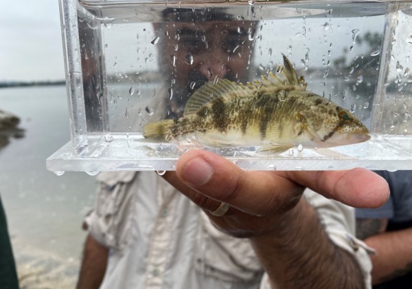 Dr. Aguilar holding a tank with a seabass.