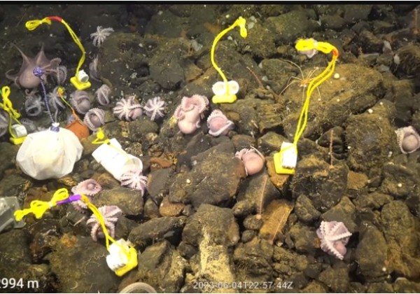 deep-sea octopus nursery