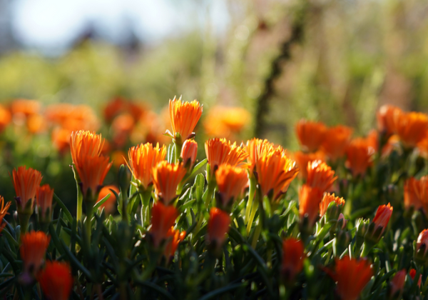 Flowers blooming in a field